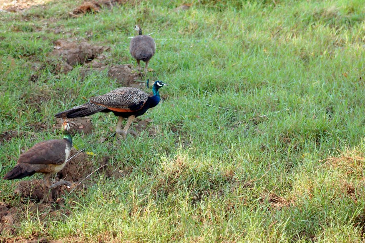 Wasgamu Safari Lodge Wasgamuwa Zewnętrze zdjęcie