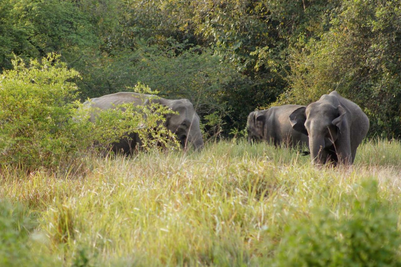Wasgamu Safari Lodge Wasgamuwa Zewnętrze zdjęcie