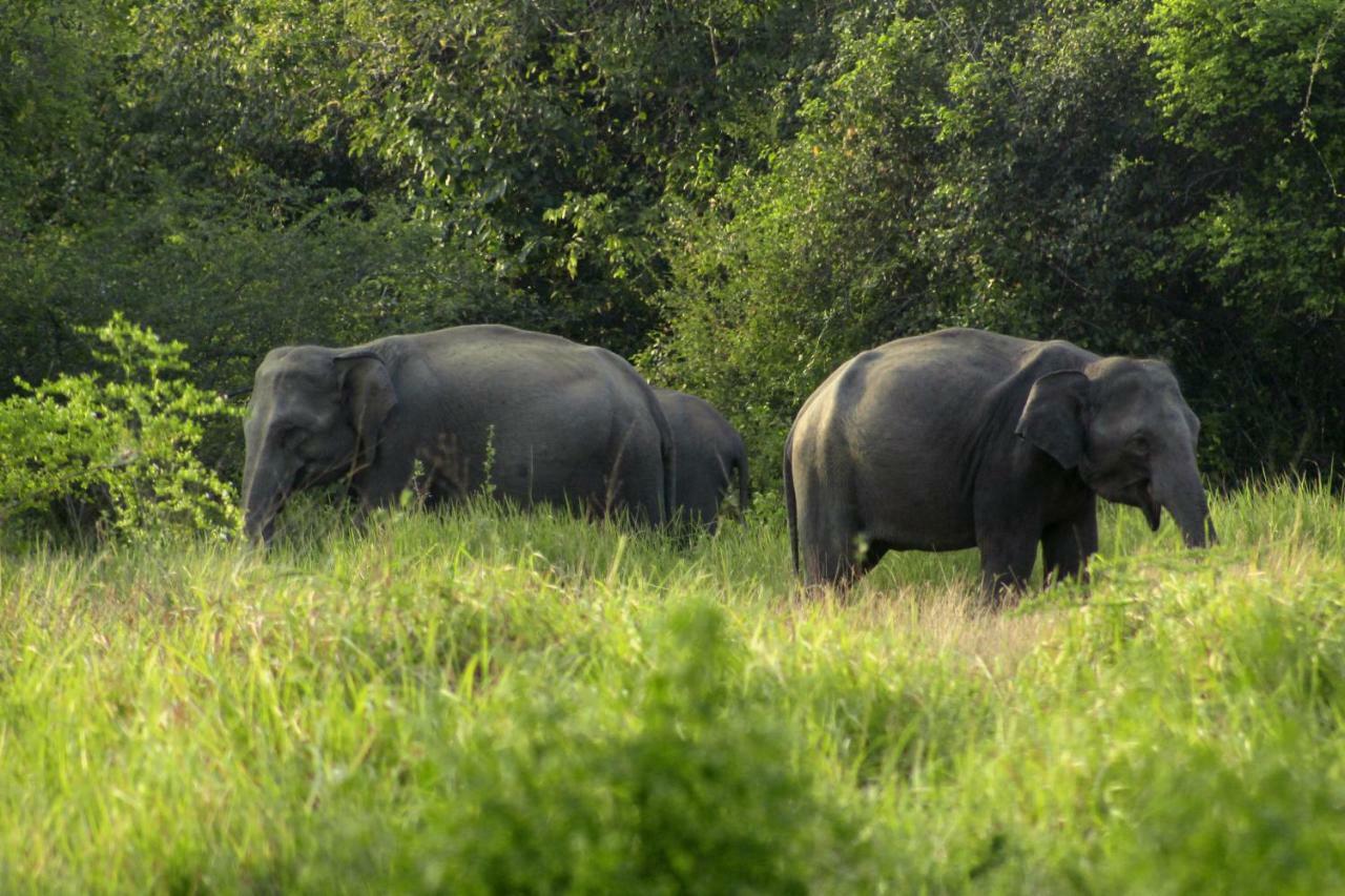 Wasgamu Safari Lodge Wasgamuwa Zewnętrze zdjęcie