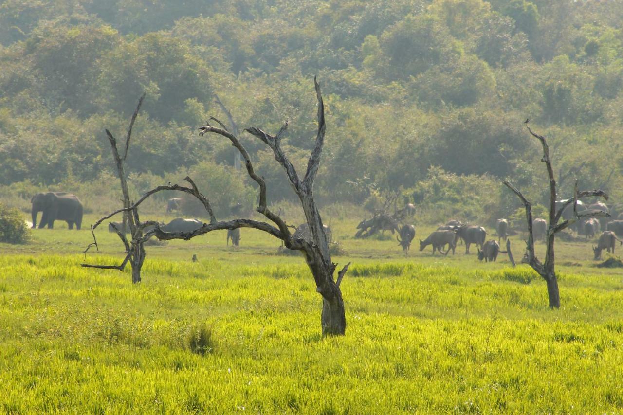 Wasgamu Safari Lodge Wasgamuwa Zewnętrze zdjęcie