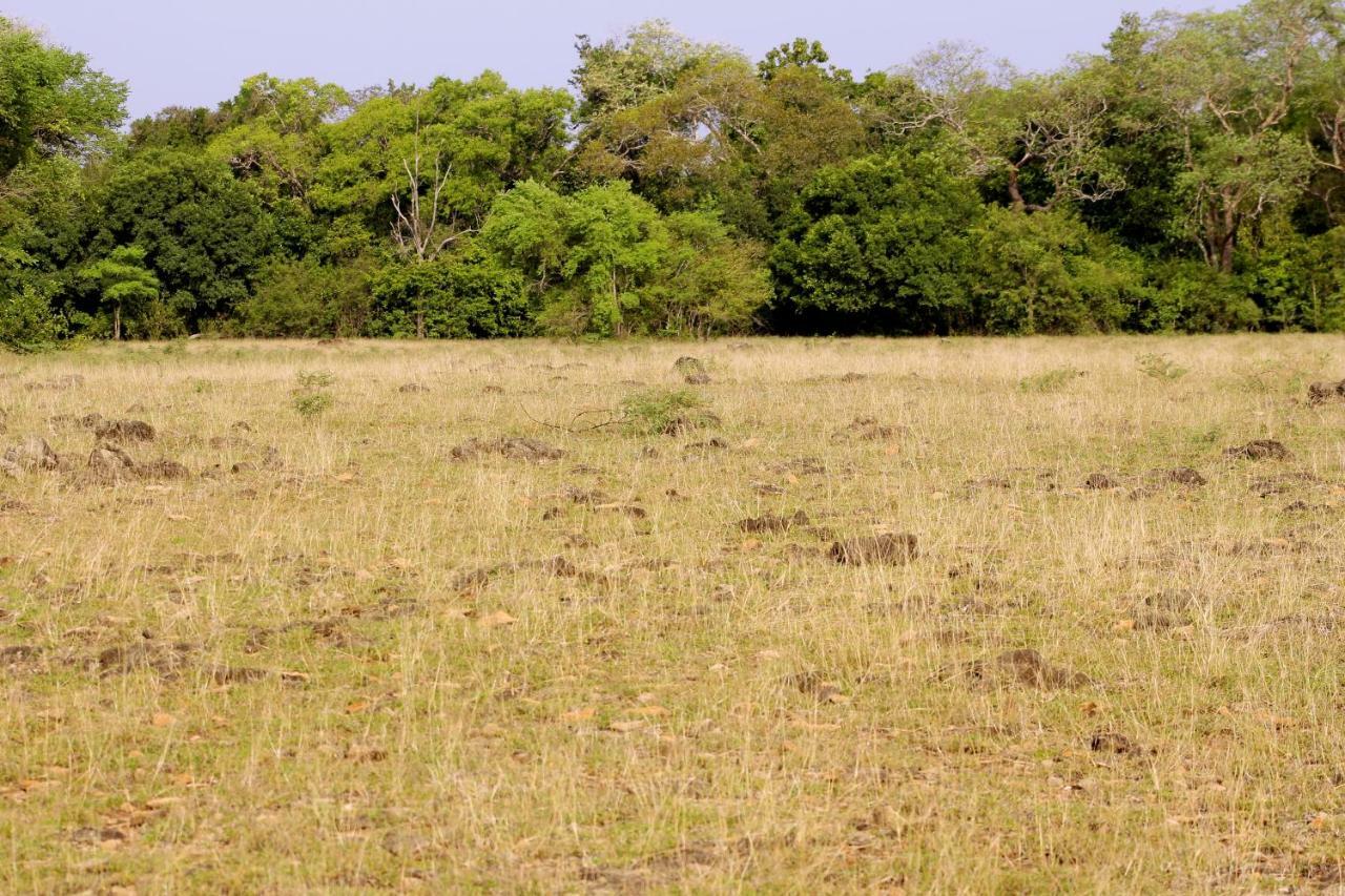 Wasgamu Safari Lodge Wasgamuwa Zewnętrze zdjęcie