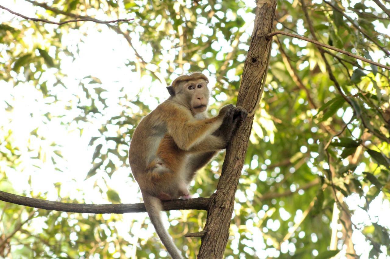 Wasgamu Safari Lodge Wasgamuwa Zewnętrze zdjęcie