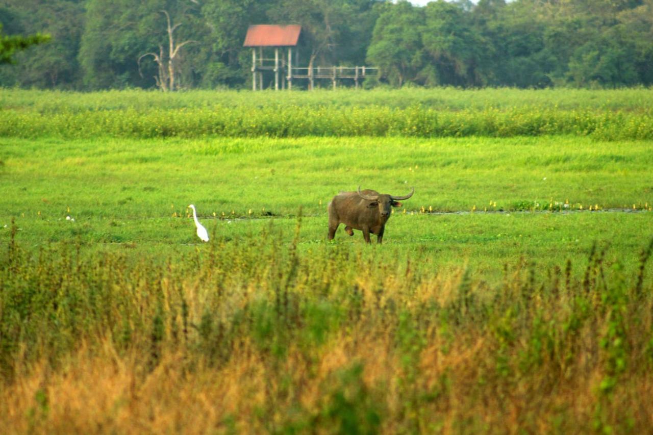 Wasgamu Safari Lodge Wasgamuwa Zewnętrze zdjęcie