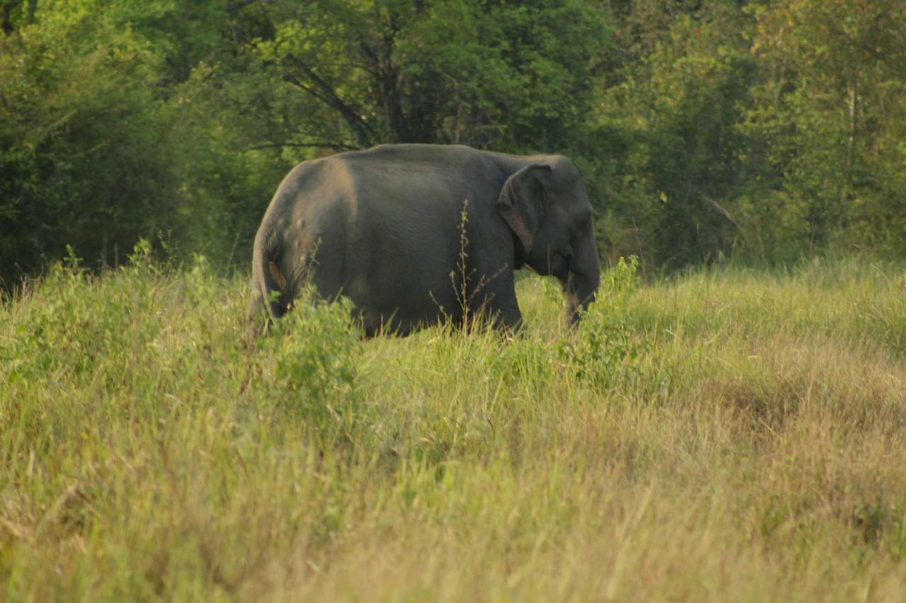 Wasgamu Safari Lodge Wasgamuwa Zewnętrze zdjęcie