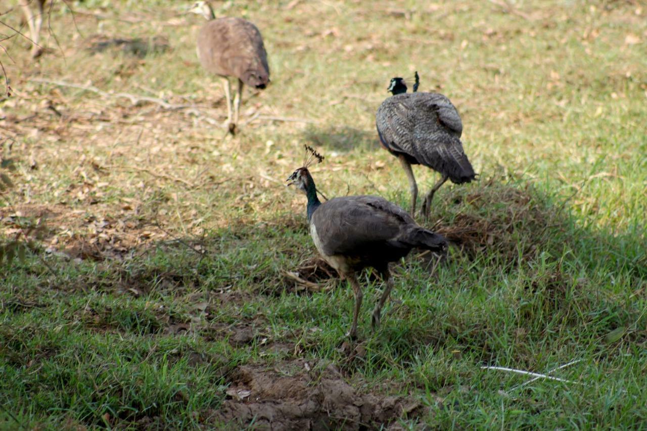 Wasgamu Safari Lodge Wasgamuwa Zewnętrze zdjęcie